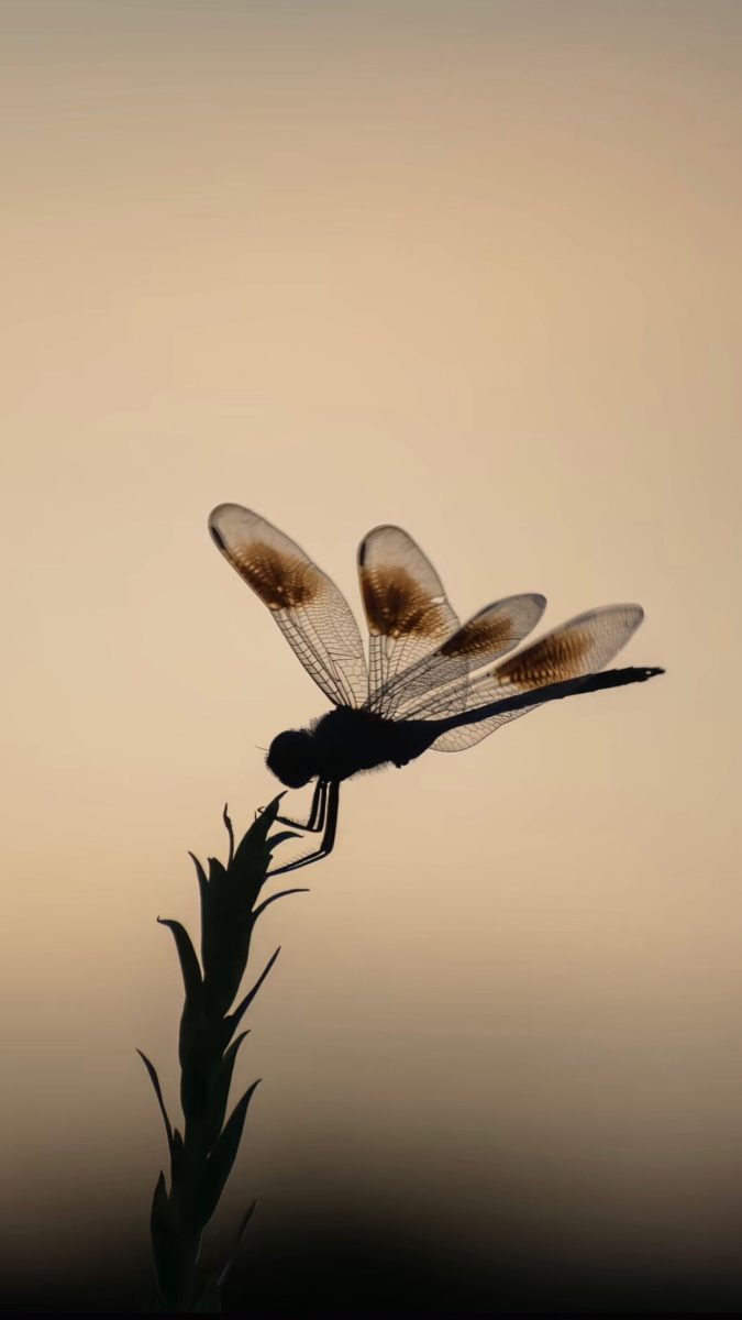 hình nền thiên nhiên 4k