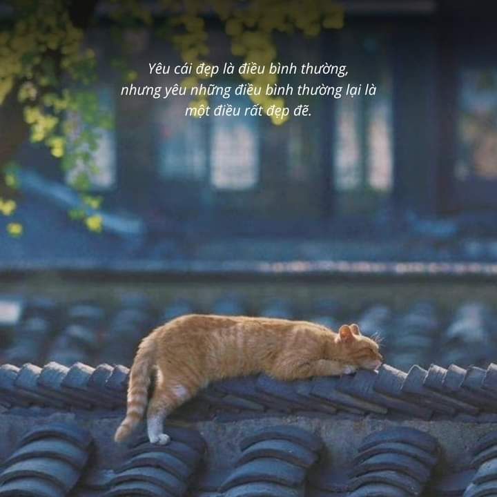 Những Câu Nói Hay Về Tình Yêu Những Câu Nói Hay Về Tình Yêu