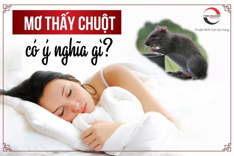 nằm mơ thấy chuột đen