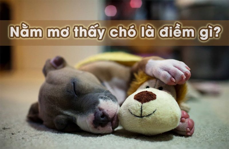 Luận giải giấc nằm mơ thấy chó là điềm báo tốt hay xấu