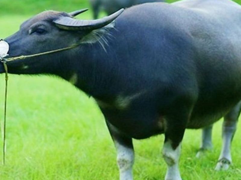 nằm mơ thấy trâu vàng