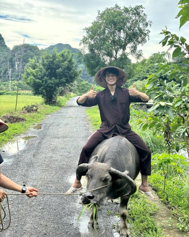 nằm mơ thấy bị trâu rượt đuổi