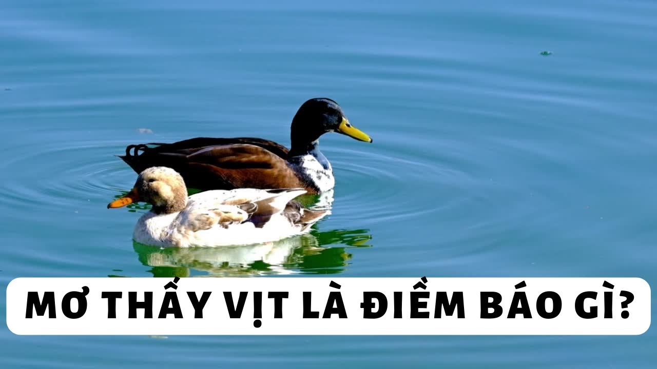 Mơ thấy vịt đen