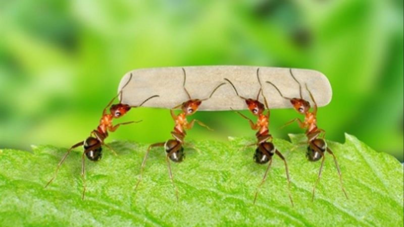 Nằm mơ thấy kiến lửa cảnh báo những xung đột