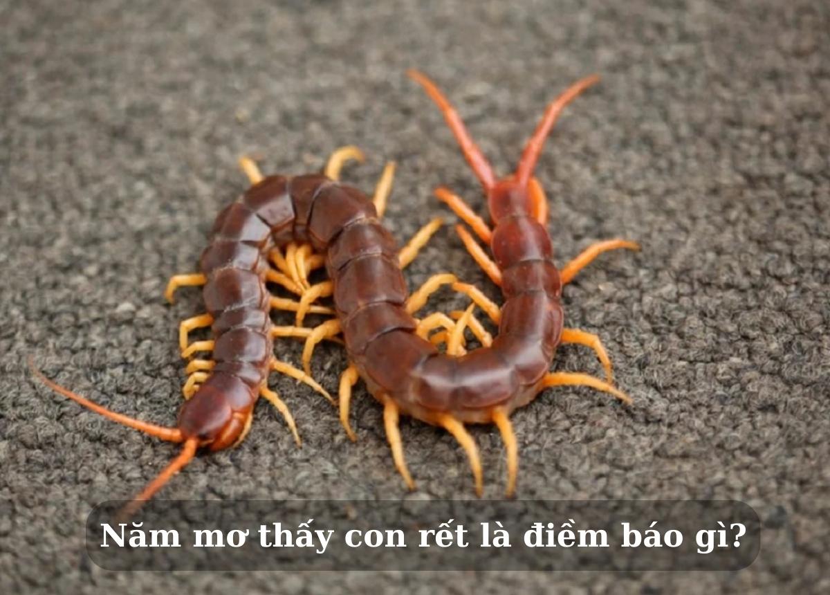 mơ thấy rất nhiều rết