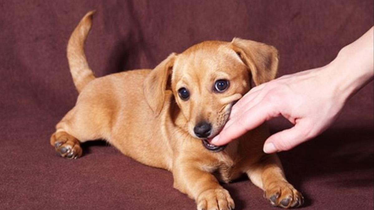 nằm mơ bị chó cắn điềm gì