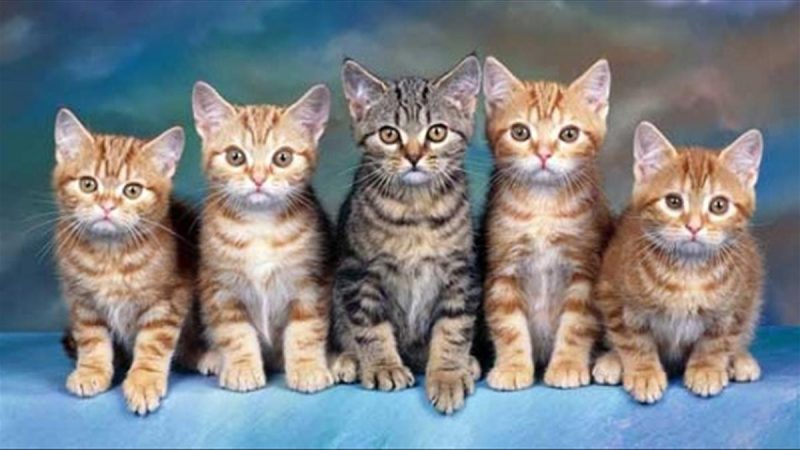 nhìn thấy mèo đẻ hên hay xui