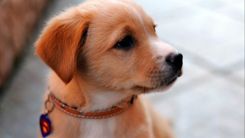Nằm mơ thấy chó đuổi phản ánh cảm giác lo lắng, áp lực