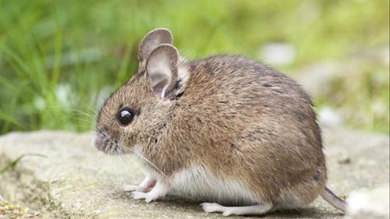 mơ thấy chuột chết