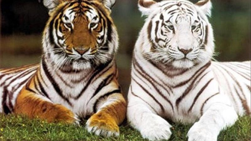 Mơ thấy sư tử tấn công mình là điềm xấu