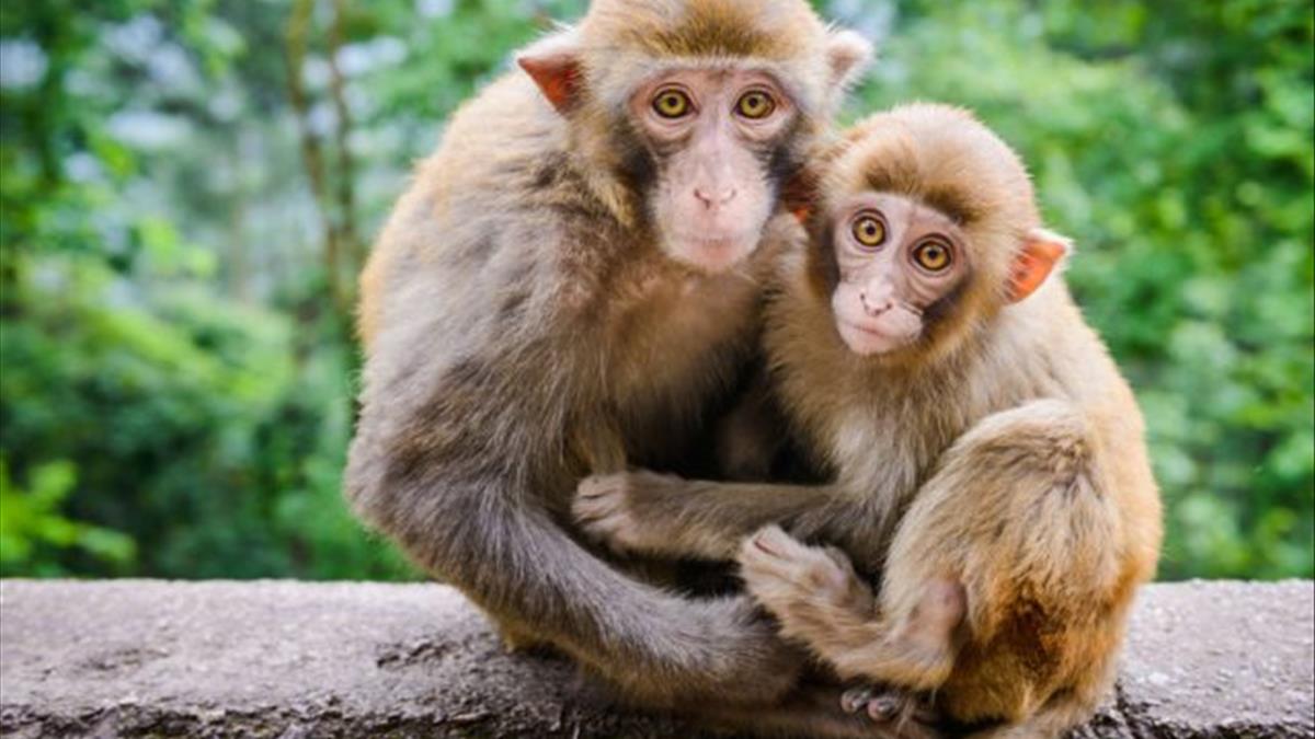 Mơ thấy khỉ vàng điềm báo tài lộc