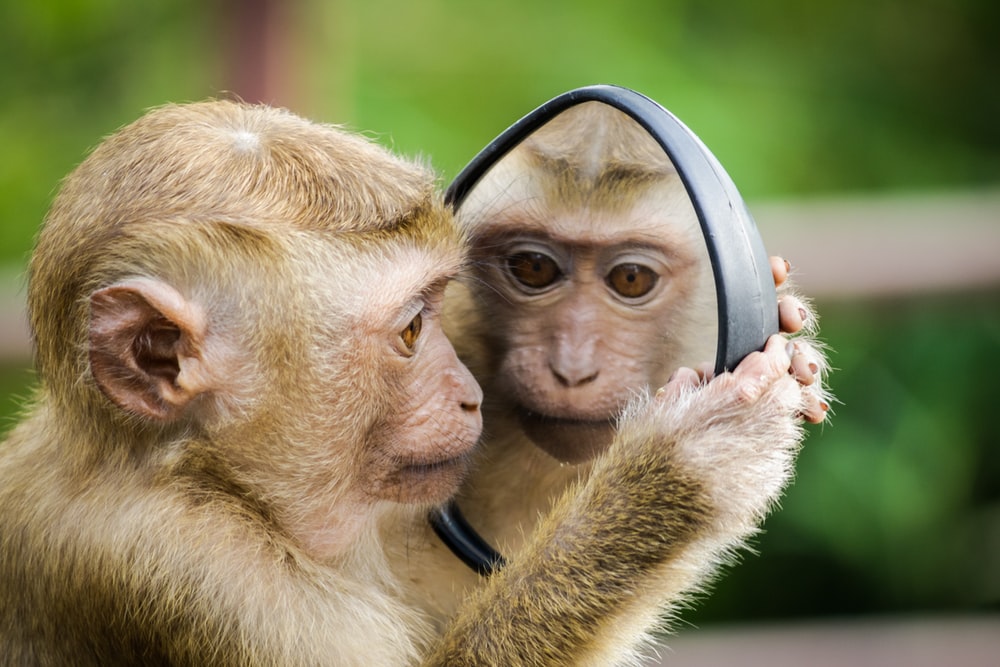 Điềm báo tốt lành khi mơ thấy khỉ con