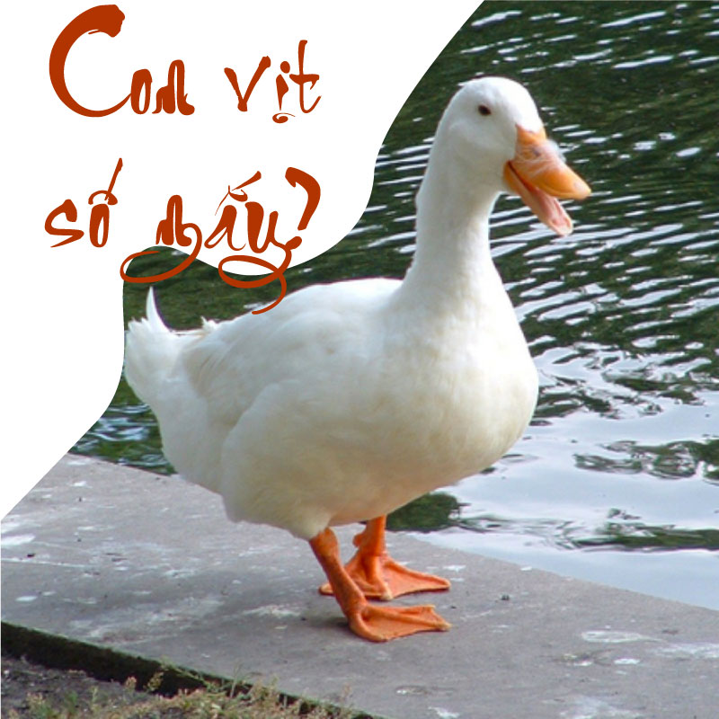 Mơ thấy vịt đẻ trứng