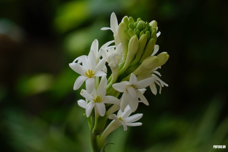 mơ thấy hoa màu trắng