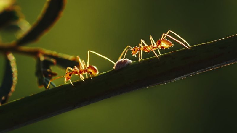 Nằm mơ thấy kiến tha mồi báo hiệu nỗ lực được đền đáp