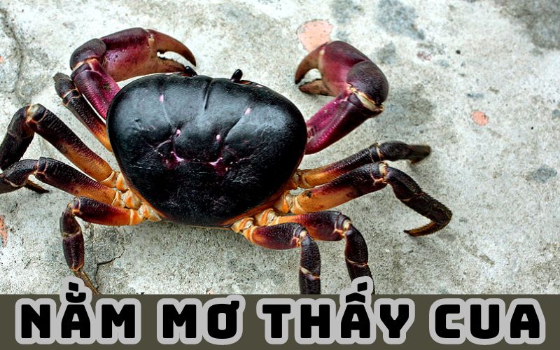 Nằm mơ thấy rất nhiều cua