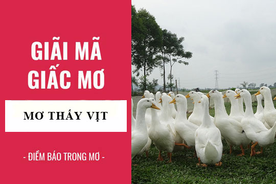 Mơ thấy vịt trắng