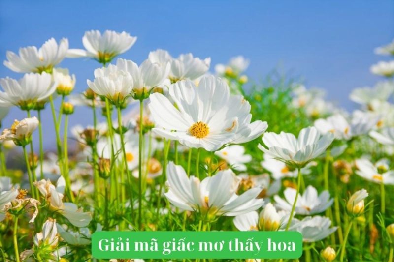 luận giải ý nghĩa chung khi nằm mơ thấy hoa