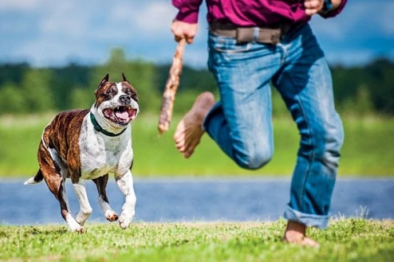 mơ bị chó đuổi và cắn