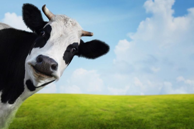 mơ thấy đang vắt sữa bò