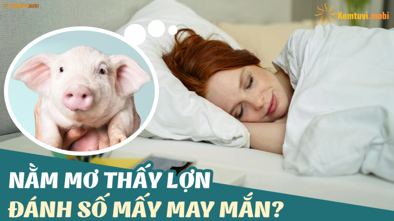 nằm mơ thấy heo là điềm báo tài lộc
