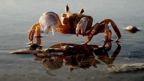Nằm mơ thấy bắt được cua