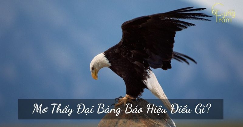 mơ thấy đại bàng