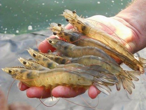 giải mã giấc mơ nằm mơ thấy tôm