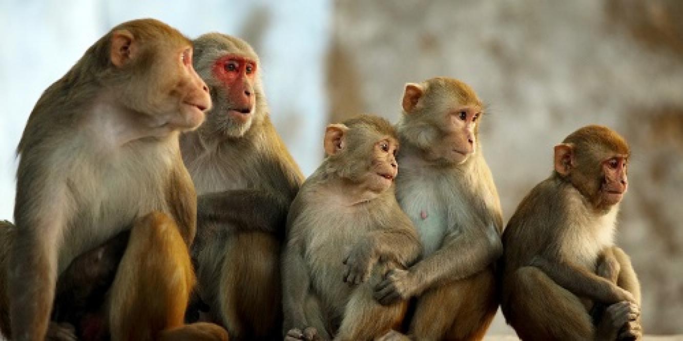 Giải mã giấc mơ thấy một đàn khỉ