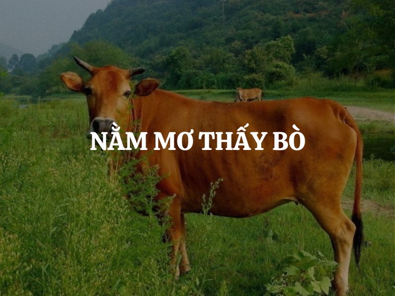 mơ thấy bò vàng