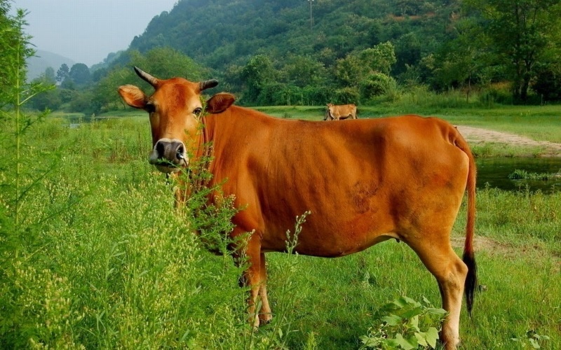 nằm mơ thấy một đàn bò