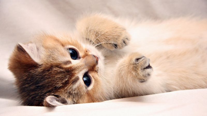 nằm mơ thấy mèo đẻ