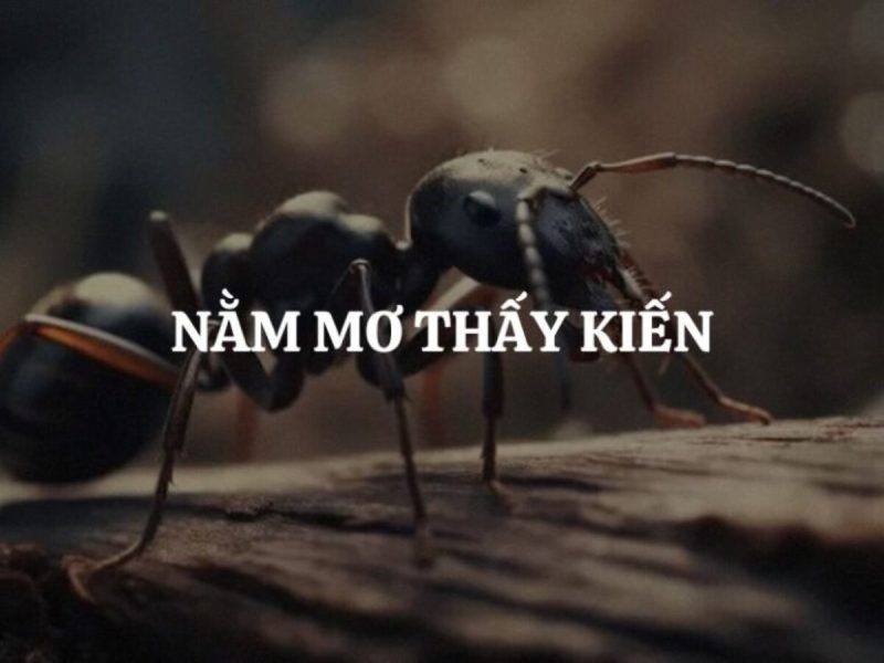 Ý nghĩa chung khi nằm mơ thấy kiến