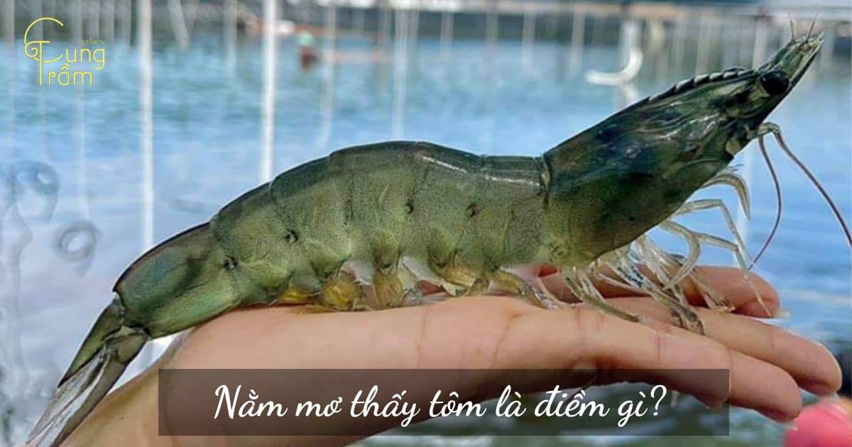 nằm mơ thấy tôm còn sống