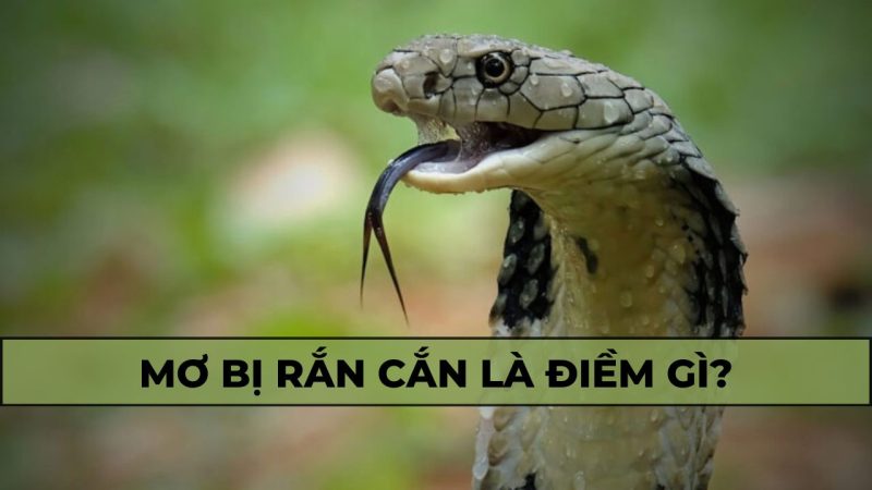 Ý nghĩa giấc mơ rắn cắn tay dựa trên màu sắc của con rắn.