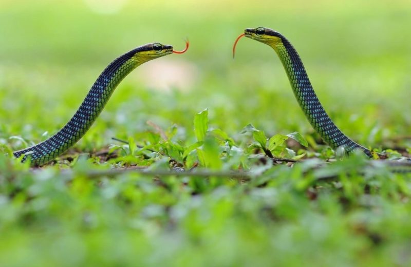 mơ thấy 2 con rắn bò vào nhà