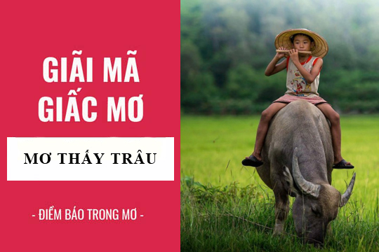 giải mã giấc mơ nằm mơ thấy trâu