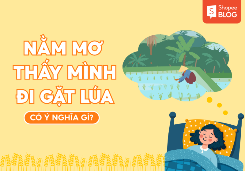 nằm mơ thấy lúa chín vàng