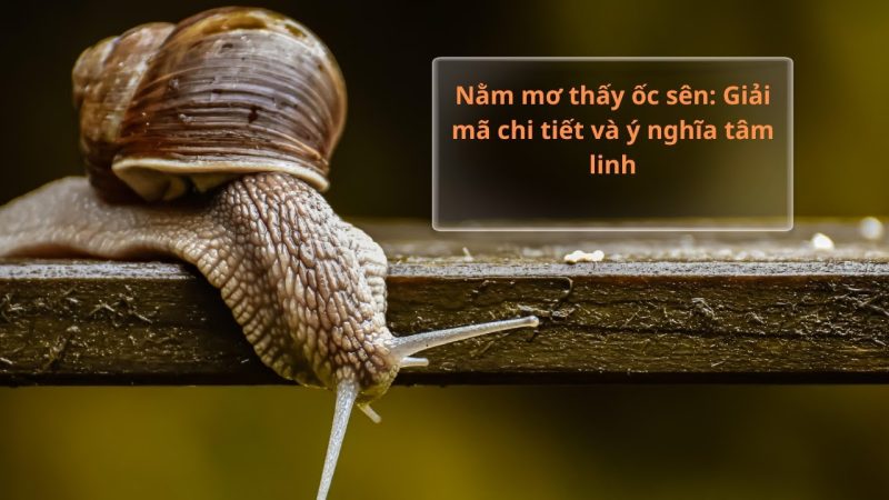 mơ thấy ốc sên