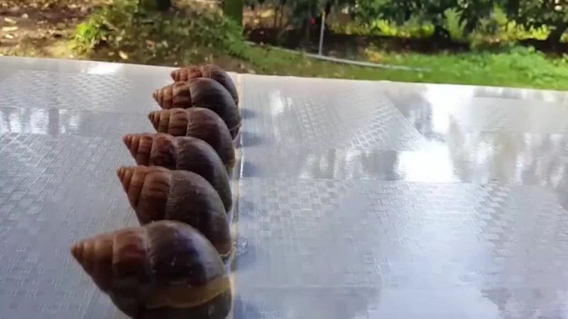 chiêm bao thấy ốc sên