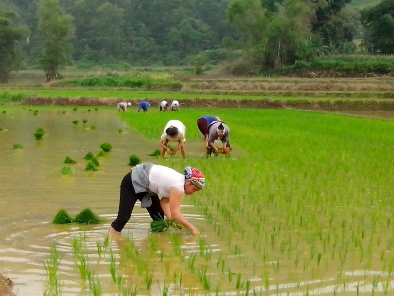 Mơ thấy mình đi cấy lúa