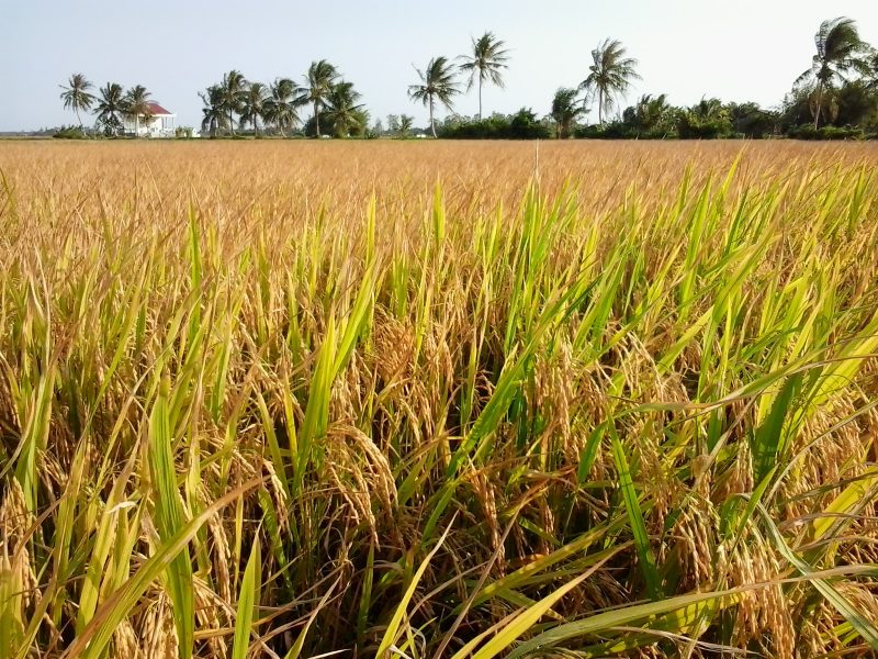 Mơ thấy mình đang gặt lúa