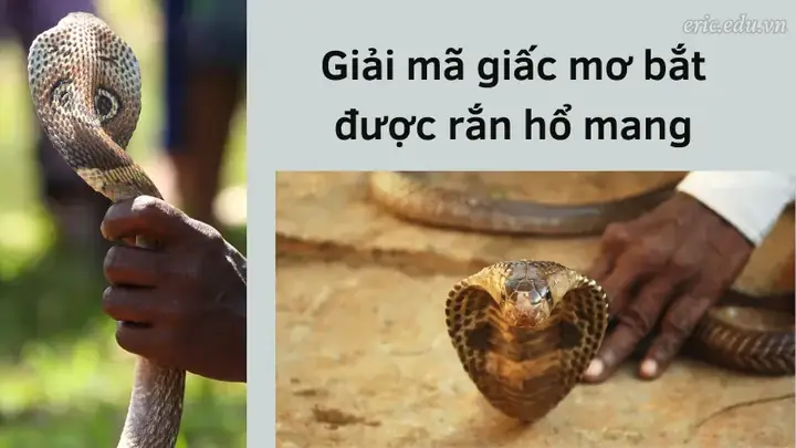 mơ bắt được rắn