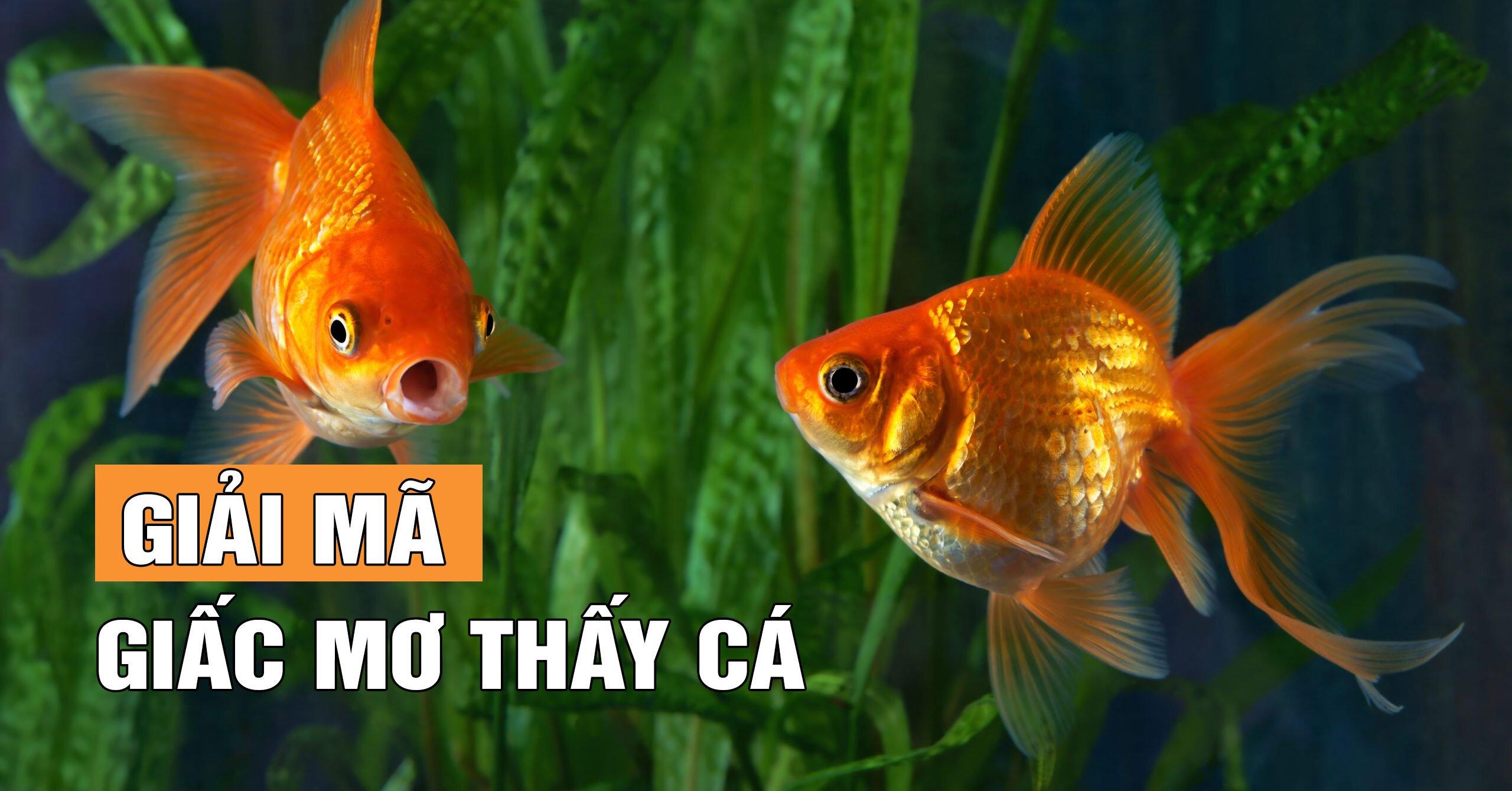 nằm mơ thấy cá