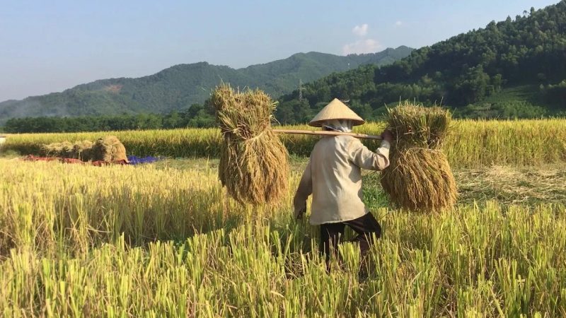 Mơ thấy lúa