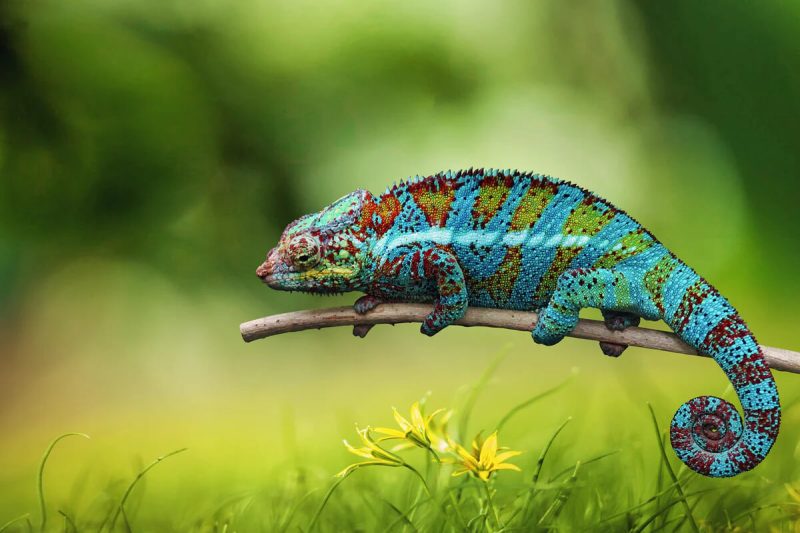 mơ thấy tắc kè vào nhà